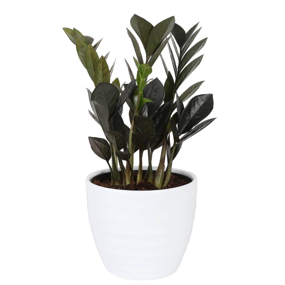 Costa Farms Trending Tropicals Trending Tropicals Raven Zz Plant In 6 In Ceramic Pot Co Zzb6sc 3 Tr The Home Depot