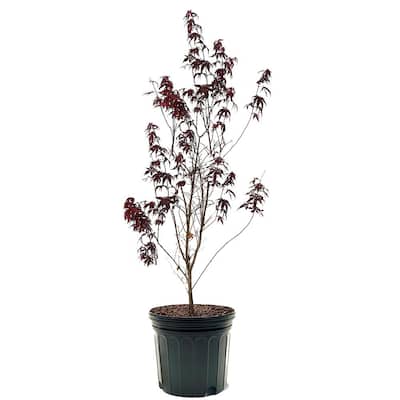 #7 Pot Red Japanese Maple Deciduous Tree