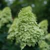 proven-winners-hydrangeas-14719-e1.1