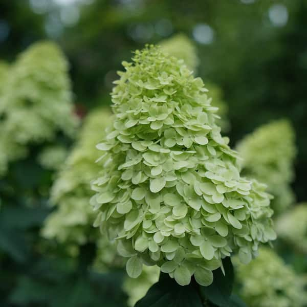 2 Gal. Prime Limelight Hydrangea Shrub with Green to Pink Flowers