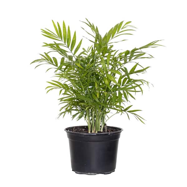 United Nursery 10 in. Asparagus Fern Hanging Basket  Live Plant in Hanging Basket