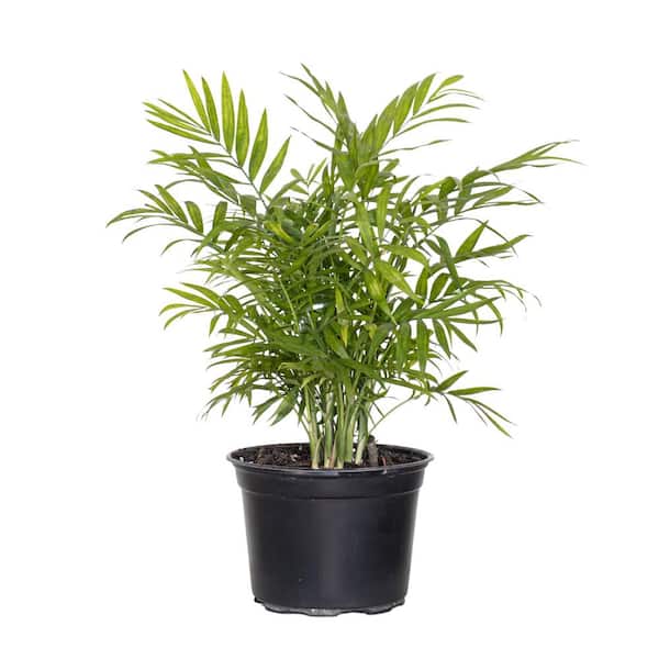United Nursery Neanthebella Palm Live Indoor Chamaedorea Elegans Plant in 6 in. Grower Pot