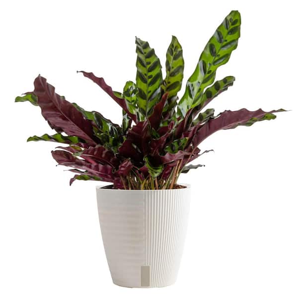 Costa Farms Grower's Choice Calathea Indoor Plant in 6 in. Self-Watering Decor Pot, Avg. Shipping Height 10 in. Tall