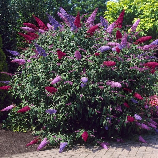 4 in. Triple Treat Butterfly Bush Shrub with Multicolor Flowers (8-Pack)