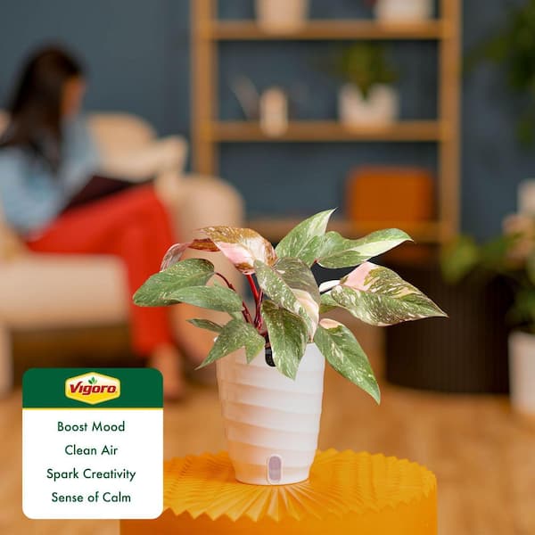 Vigoro Pink Princess Philodendron Plant in 6in. White Decor Pot