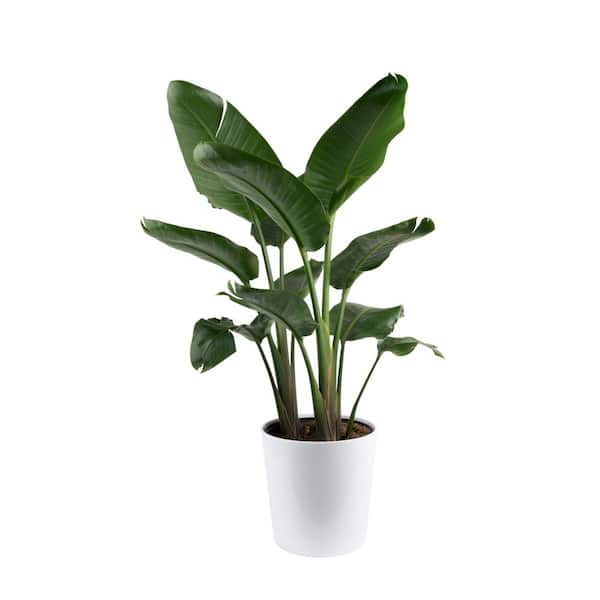 Costa Farms White Bird of Paradise Indoor Plant in 10 in. Decor Pot, Avg. Shipping Height 2-3 ft. Tall
