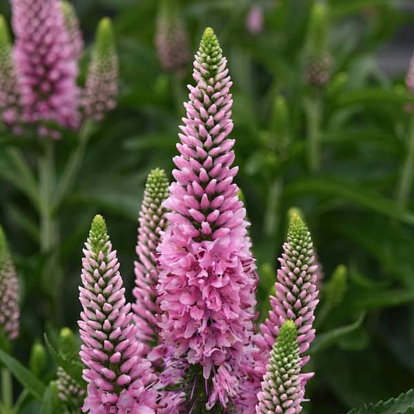 national PLANT NETWORK 3.25 in. Veronica Skyward Pink Perennial Plant with Pink Flowers (3-Pack)