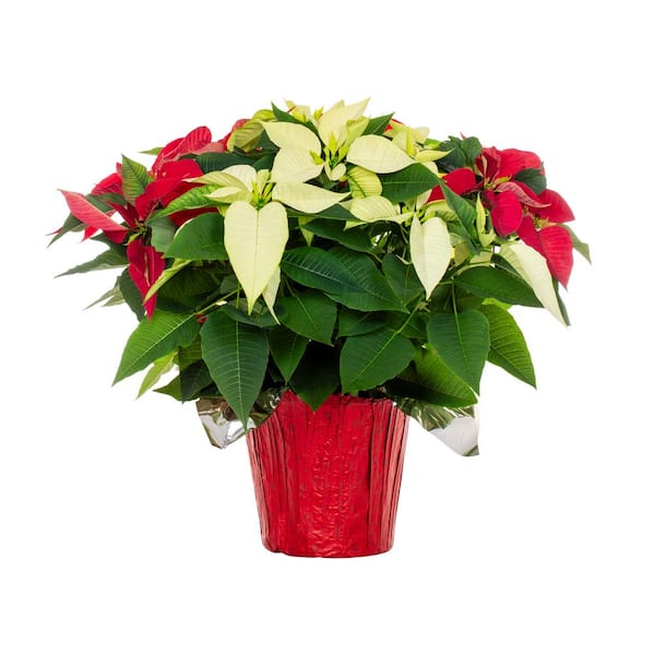 METROLINA GREENHOUSES 1.5 Gal. Christmas Poinsettia Red/White Mix w/Red Foil (1-Pack)