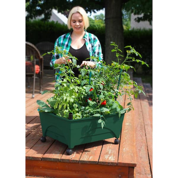 Amazon.com : Sky Pencil Holly Live Plants in 2.5 Inc Pot