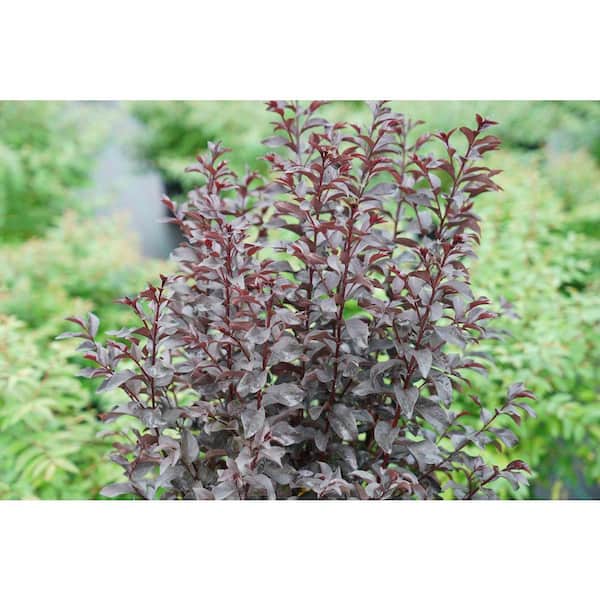 2 gal. Center Stage Red Crape Myrtle (Lagerstroemia Indica) Live Flowering Shrub with Cherry-Ruby Red Flowers