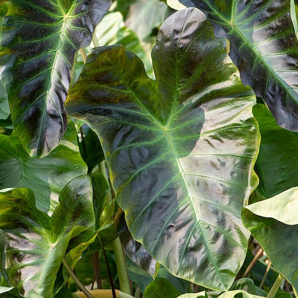 VAN ZYVERDEN Elephant Ears Royal Hawaiian Aloha Bulb (Set of 1)
