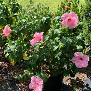 3 Gal. Seminole Pink Tropical Hibiscus Flowering Shrub with Large Single Pink Flowers