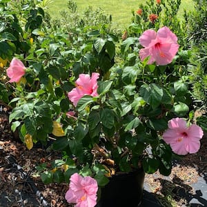 3 Gal. Seminole Pink Tropical Hibiscus Flowering Shrub with Large Single Pink Flowers