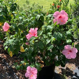 national PLANT NETWORK 2 Gal. Triple Twist Braided Hibiscus Shrub HD5026 -  The Home Depot