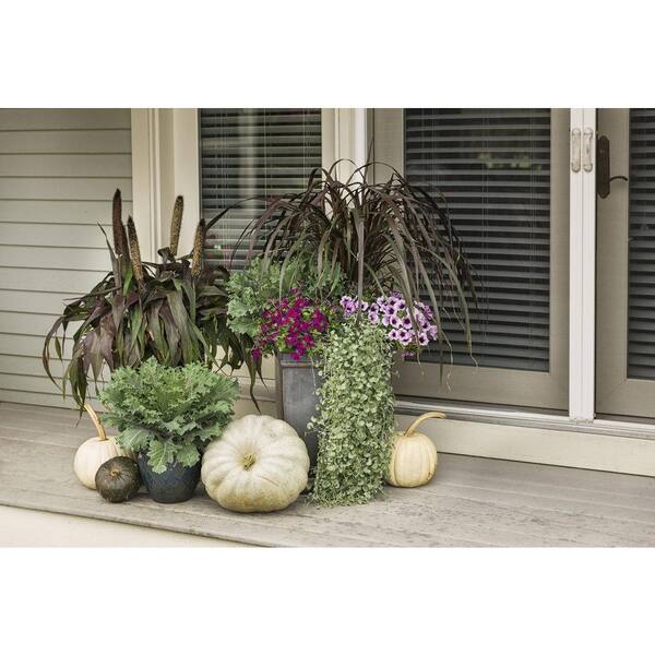 PROVEN WINNERS 4.25 in. Eco+Grande Superbena Royale Plum Wine