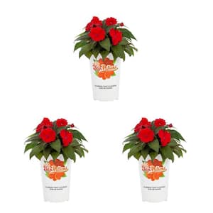 2 Qt. Compact Fire Red SunPatiens Impatiens Outdoor Annual Plant with Red Flowers (3-Pack)