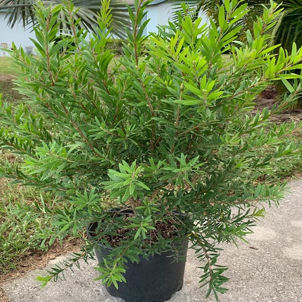 3 Gal. Red Cluster Bottlebrush Flowering Shrub with Red Flowers