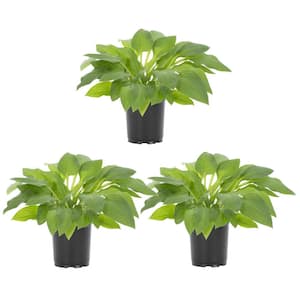 2.5 Qt. Hyacinthina Hosta Perennial Plant (3-Pack)