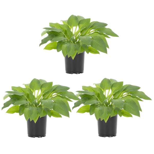 METROLINA GREENHOUSES 2.5 Qt. Hyacinthina Hosta Perennial Plant (3-Pack)