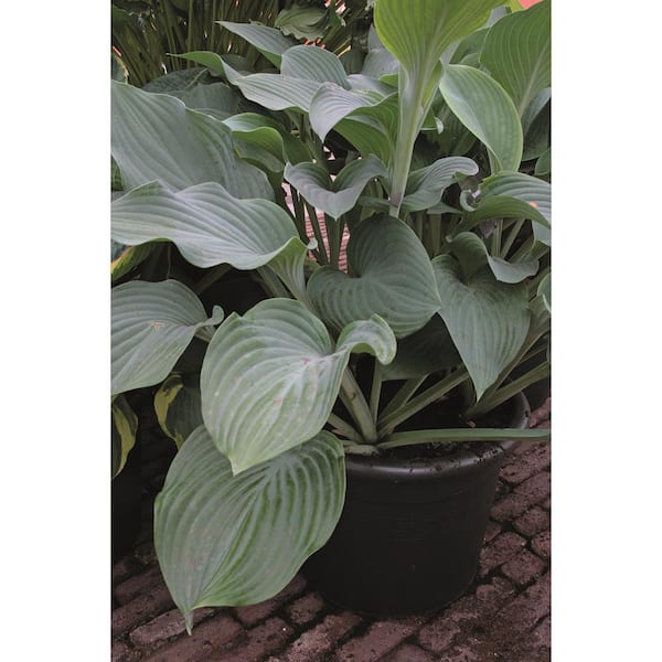 1 Gal. Krossa Regal Hosta Live Flowering Shade Perennial Plant, Green-Blue Foliage