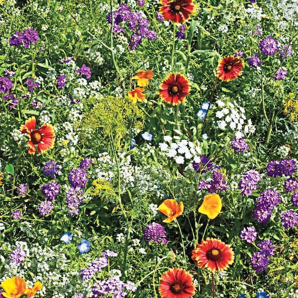 Gurney's Beneficial Bug Wildflower Seed Mixture (0.25 lb. Seed Packet)