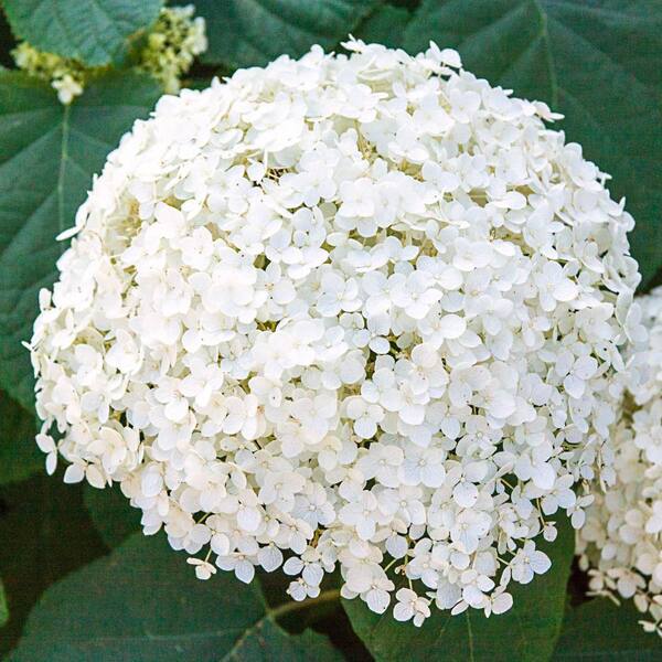 Spring Hill Nurseries 3 Gal. Pot, Annabelle Hydrangea Potted Deciduous Flowering Shrub (1-Pack)