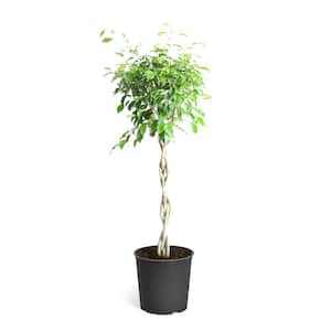 3 Gal. Benjamina Ficus Plant 2 ft. to 3 ft. Tall