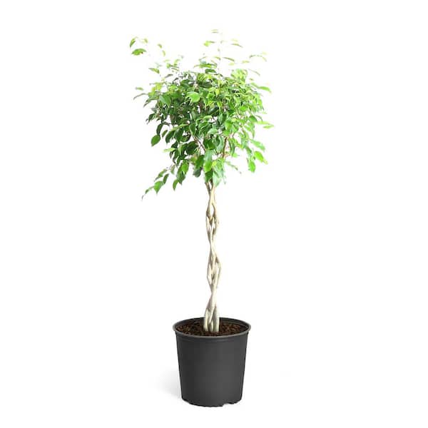 Brighter Blooms 3 Gal. Benjamina Ficus Plant 2 ft. to 3 ft. Tall