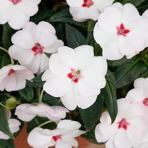 2.5 In. Vigorous Sweetheart White SunPatiens Impatiens Outdoor Annual Plant with White Flowers in Grower's Pot (3-Pack)