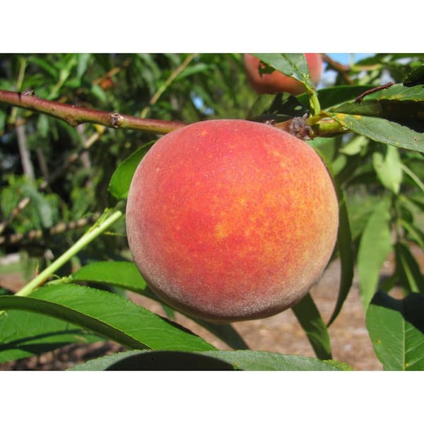 Contender Peach Tree - Stark Bro's