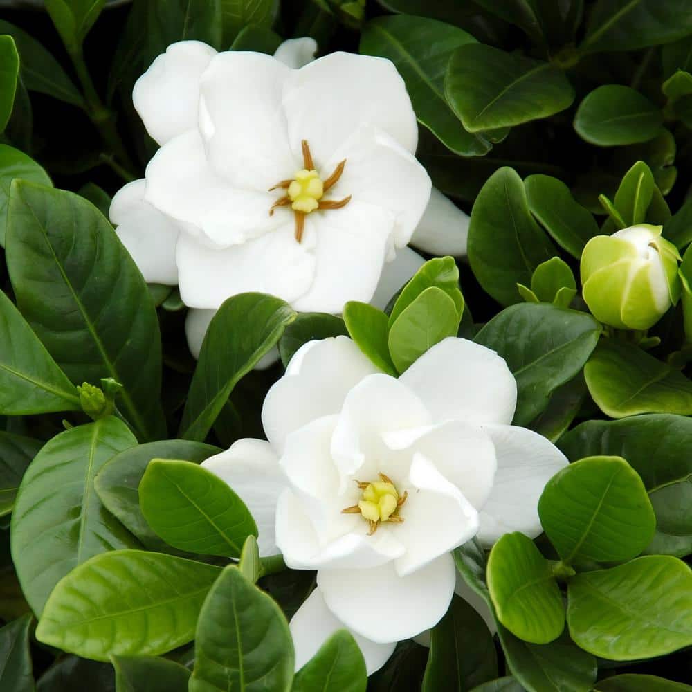 2.25 gal. Gardenia Buttons Shrub with White Flowers price history on PriceWatchPro