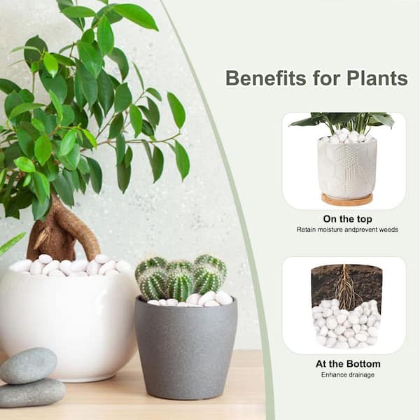 where to buy lucky bamboo plants 6