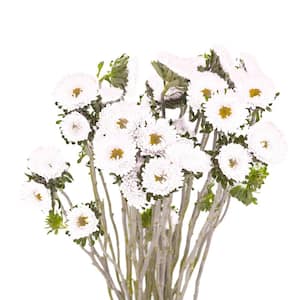 100 Stems of White Asters Matsumoto- Fresh Flower Delivery