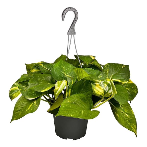 United Plant Growers, Inc. Hawaiian Pothos 6 in. Tropical Foliage -  (Trailing or Hanging Green and Yellow Variegated Heart Shaped Hardy  Leaves.) 10 ...