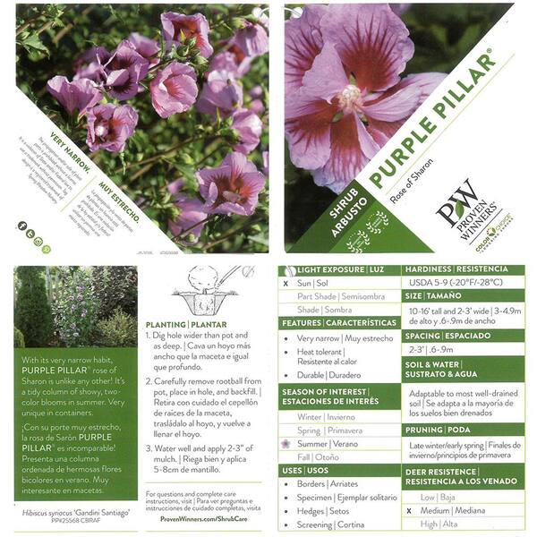 PROVEN WINNERS 2 Gal. Purple Pillar Rose of Sharon (Hibiscus) Plant with  Purple Flowers 14762 - The Home Depot