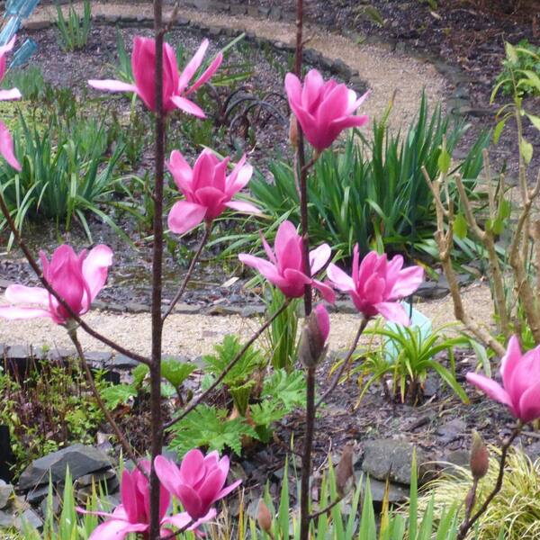 1 gal. Vulcan Deciduous Japanese Magnolia Tree with Purple Flowers