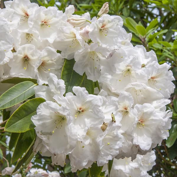 DIRECT GARDENING Chinoides White Flowering Rhododendron Broadleaf Evergreen Starter Shrub (1-Pack)