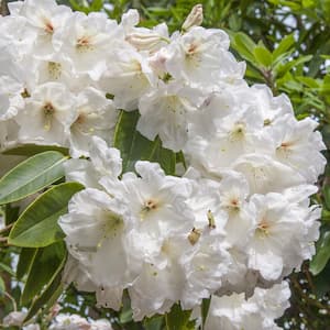 1.50 Gal. Pot, Chinoides Rhododendron, Live Broadleaf Evergreen Flowering Shrub (1-Pack)