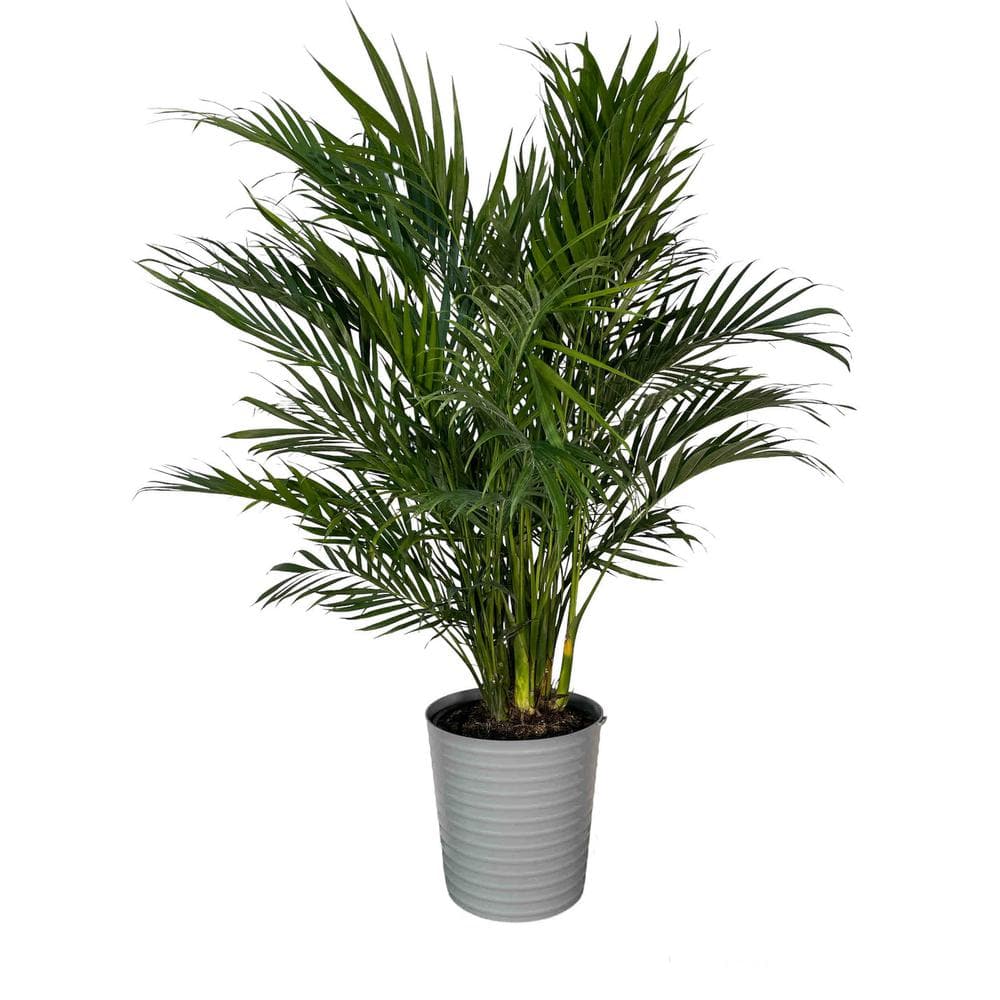 10 in. Cat Palm Plant in Deco Pot price history on PriceWatchPro