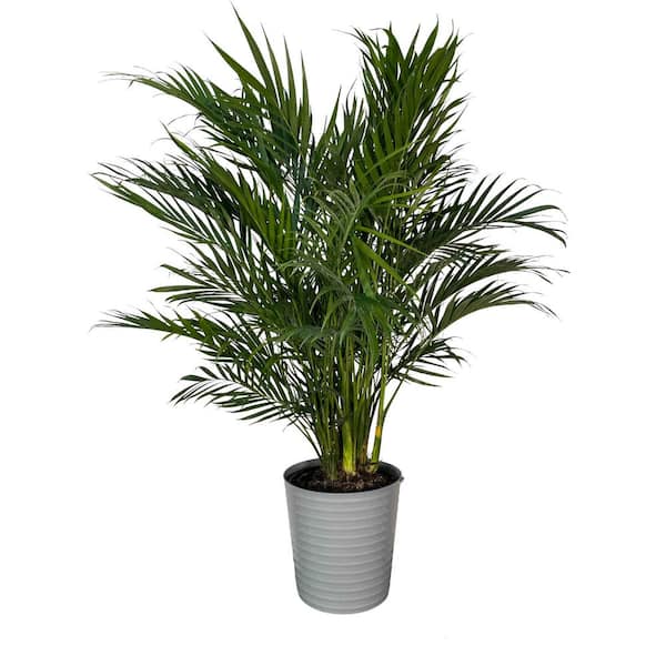 EVERBLOOM GROWERS, INC. 10 in. Cat Palm Plant in Deco Container