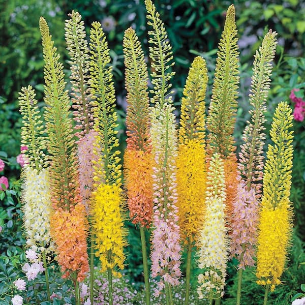 Breck's Foxtail Lily Eremurus Bulbs (3-Pack)