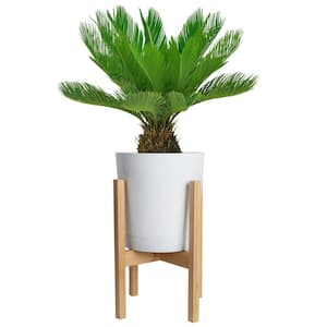 Sago Palm Indoor Plant in 10 in. White Décor Pot, Avg. Shipping Height 2-3 ft. Tall
