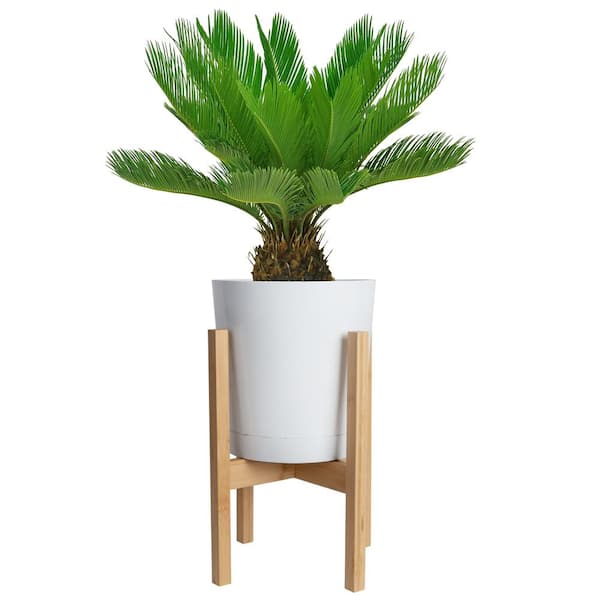 Costa Farms Sago Palm Indoor Plant in 10 in. White Decor Pot, Avg. Shipping Height 2-3 ft. Tall