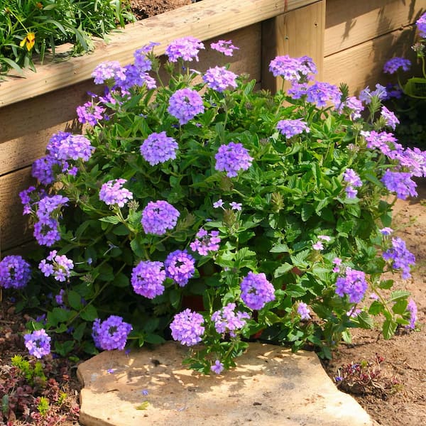 national PLANT NETWORK 4 in. EnduraScape Blue Improved Bloom