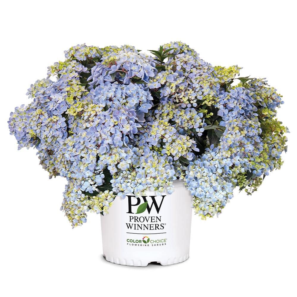 Hydrangea4936　0705 proven-winners-hydrangeas-