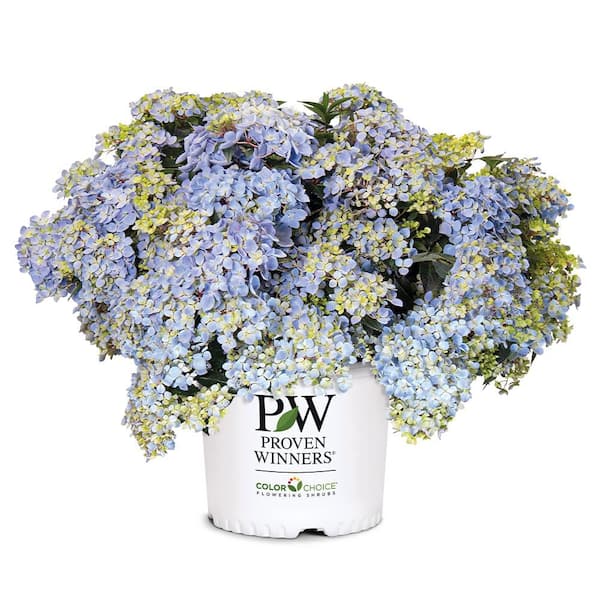 PROVEN WINNERS 2 Gal. Fairytrail Fresco Hydrangea Shrub 18380