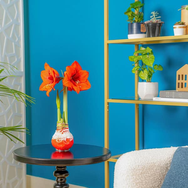 Blooming Holiday Amaryllis Bulb in 4 in. Red Snow Holiday Wax (2-Pack)