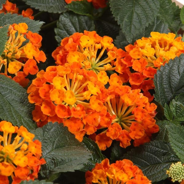 PROVEN WINNERS Luscious Marmalade (Lantana) Live Plant, Orange Flowers, 4.25 in. Grande