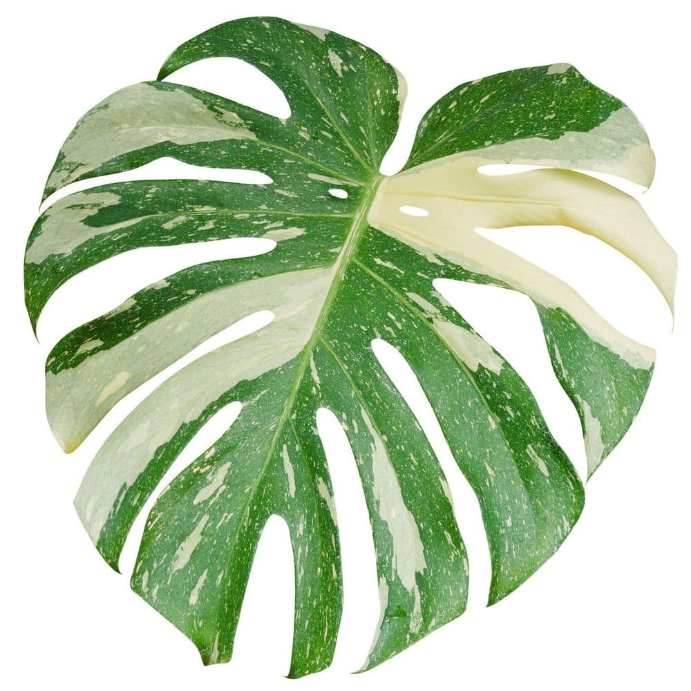 4 in. Philodendron Monstera Thai Constellation Plant in Grower Container price history on PriceWatchPro