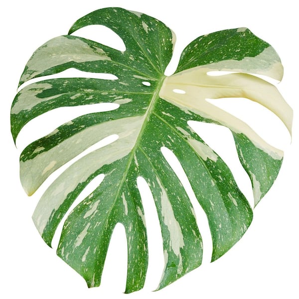 4 in. Philodendron Monstera Thai Constellation Plant in Grower Container